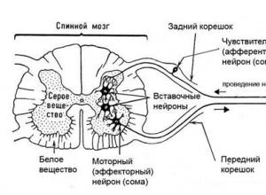 Функции спинного мозга Функции спинного мозга