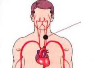 Анатомия артерии: определение, назначение, виды, строение и выполняемые функции