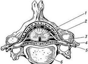 Спинной мозг и внутренние органы