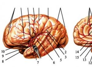 Анатомия мозга: строение и кровоснабжение